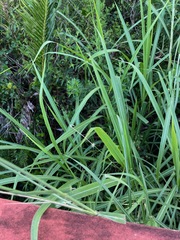Setaria magna