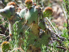 Opuntia
