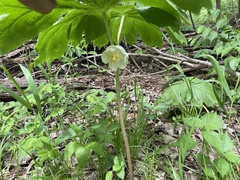 Podophyllum peltatum