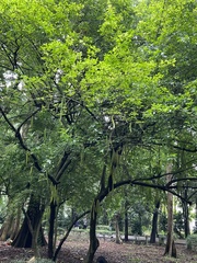 Parmentiera cereifera