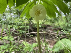 Podophyllum peltatum