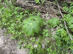 Podophyllum peltatum