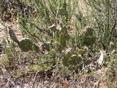 Opuntia