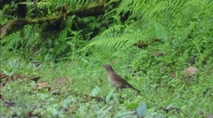 Turdus obsoletus