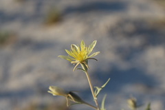 Mentzelia procera