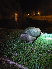 Chelydra acutirostris