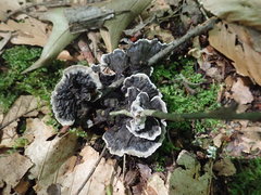 Thelephora cuticularis