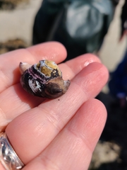 Crepidula adunca