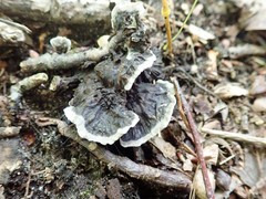 Thelephora cuticularis