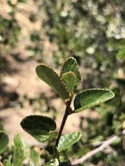 Ceanothus tomentosus olivaceus
