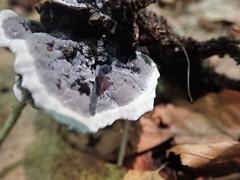 Thelephora cuticularis