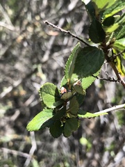 Ceanothus tomentosus olivaceus