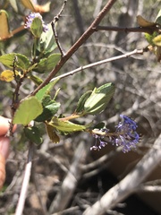 Ceanothus tomentosus olivaceus