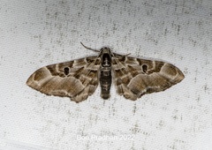 Physetobasis griseipennis