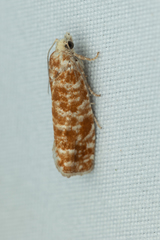 Retinia virginiana