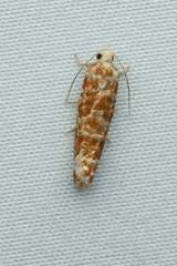 Retinia virginiana