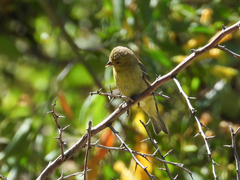 Spinus psaltria