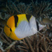 Saddleback Butterflyfish - Photo (c) Mark Rosenstein, some rights reserved (CC BY-NC-SA)