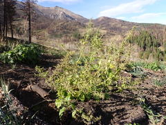 Chenopodiastrum simplex