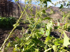 Chenopodiastrum simplex