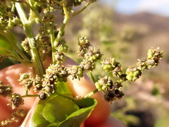 Chenopodiastrum simplex