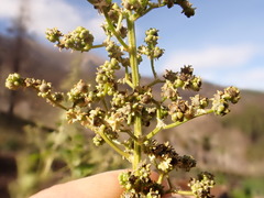 Chenopodiastrum simplex