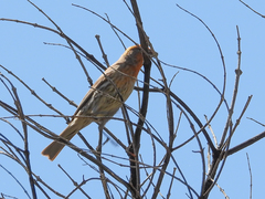 Haemorhous mexicanus