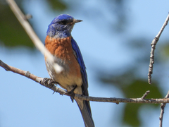 Sialia mexicana
