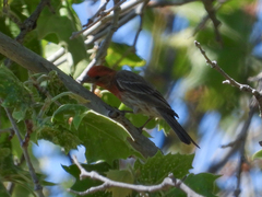 Haemorhous mexicanus