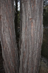 Eucalyptus youmanii