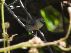 Psaltriparus minimus