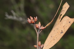 Eucalyptus youmanii