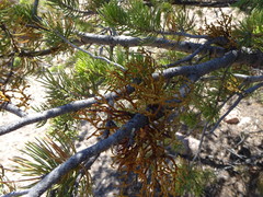 Arceuthobium vaginatum