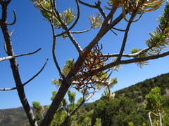 Arceuthobium vaginatum