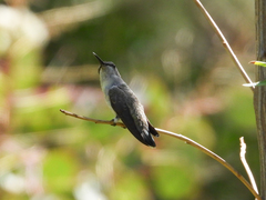 Calypte costae