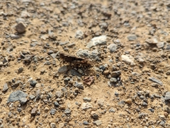 Trimerotropis fontana