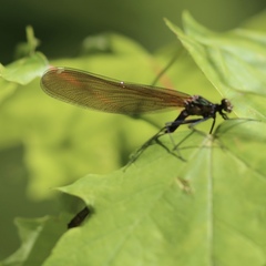 Calopteryx amata