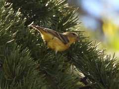 Spinus psaltria