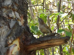 Thryomanes bewickii