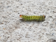 Lophyrotoma analis
