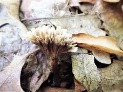 Thelephora anthocephala