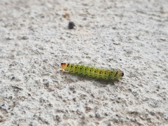 Lophyrotoma analis