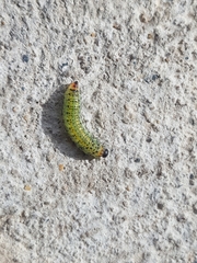 Lophyrotoma analis