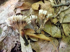 Thelephora anthocephala