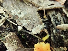 Thelephora penicillata