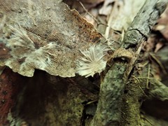 Thelephora penicillata