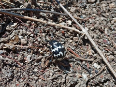 Leptinotarsa lacerata