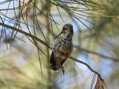 Calypte anna