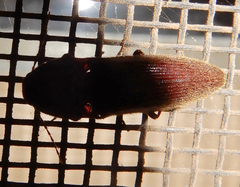 Diplostethus texanus