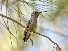 Calypte anna